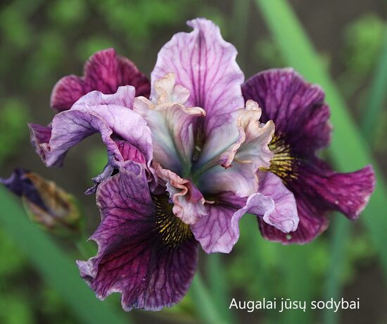 Sibirinis vilkdalgis (Iris sibirica) 'Mad Hat'